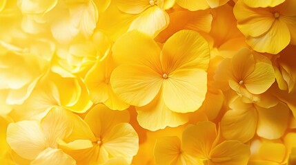 Obraz premium Bright Yellow Begonia Blooms Close Up in Natural Light