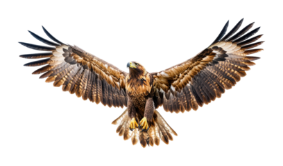 Eagle soaring through the sky with wings fully spread against. Isolated on transparent background, png.