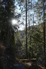 pine trees in the forest