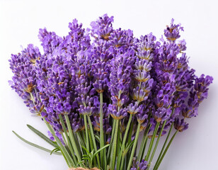 Fototapeta premium Lavender flowers bundle on a white background