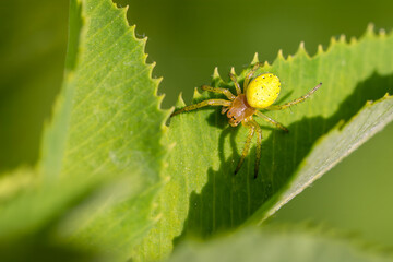Cucumber Green Spider - Araniella cucurbitina, beautiful small colored orb-weaver spider from European meadows and gardens, Zlin, Czech Republic.