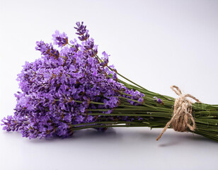 Lavender flowers bundle on a white background