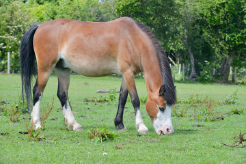 beautiful young foal in field