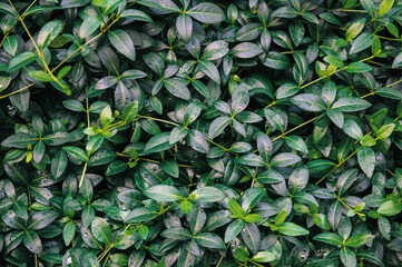 Obraz premium Nature summer background with green wet leaves