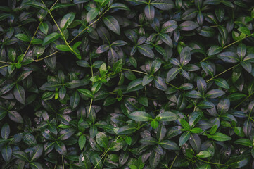 Nature summer background with green wet leaves