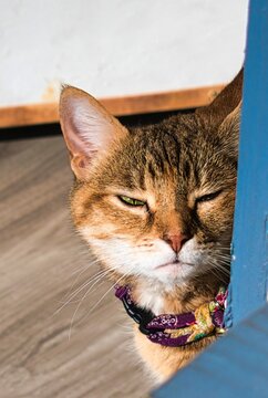 Close-Up of a Relaxed Tabby Cat Behind a Doorframe