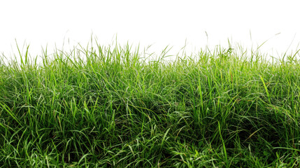 Fototapeta premium Fresh green grass blades growing in dense lush row, vibrant natural lawn, bright greenery, spring nature background, and outdoor landscape isolated on transparent background