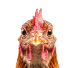 Fototapete Rund Closeup of chicken head with detailed comb, expressive eyes, and textured feathers, vibrant farm animal portrait, organic poultry isolated on transparent background © Vlad