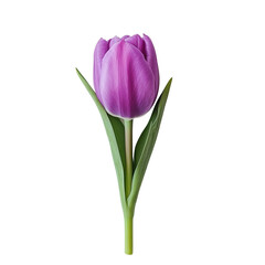 Naklejka premium purple tulip full body shot on a white background