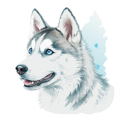 Watercolor illustration of a Siberian Husky with striking blue eyes. The soft, flowing colors highlight the dog’s beauty and intensity, making it ideal for artistic prints, pet illustrations.