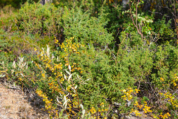 Top view of tundra arctic vegetation, growing berries, moss and grass. Green nature background.