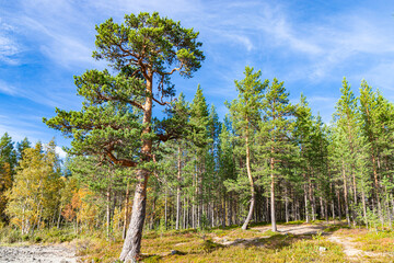 Fototapeta premium Pine forest near Imandra rail station. Early fall in russian arctic region. Murmansk region, Russia.