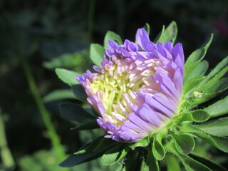 Zbliżenie na kwiat rośliny z gatunku aster © Kumulugma