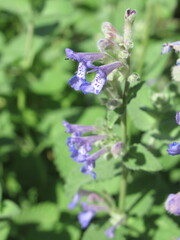 Zbliżenie na kwiaty kocimiętki © Kumulugma