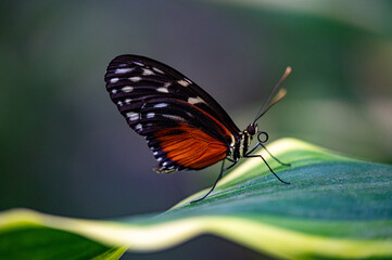 butterfly on leaf