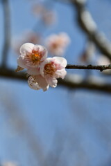 梅