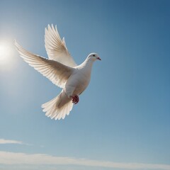 Fototapeta premium A white dove gently soaring across a pristine, cloudless sky with a soft, white background.