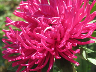 Zbliżenie na kwiat rośliny z gatunku aster © Kumulugma