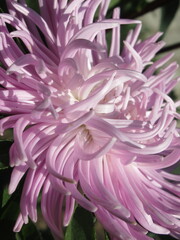 Zbliżenie na kwiat rośliny z gatunku aster