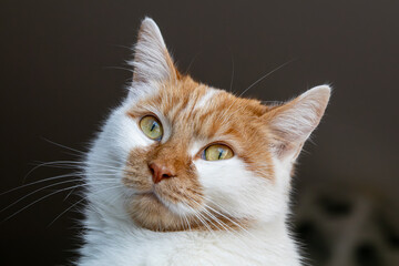 Portrait d'un chat roux et blanc aux yeux jaunes