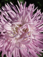 Zbliżenie na kwiat rośliny z gatunku aster