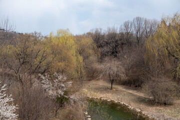 View of trees along the lake in early spring in Seoul Forest, South Korea