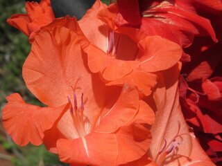 Zbliżenie na kwiat rośliny z gatunku Gladiolus © Kumulugma