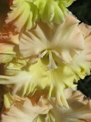 Zbliżenie na kwiat rośliny z gatunku Gladiolus © Kumulugma