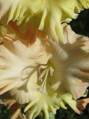 Zbliżenie na kwiat rośliny z gatunku Gladiolus © Kumulugma