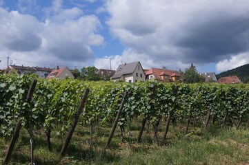 viñedos