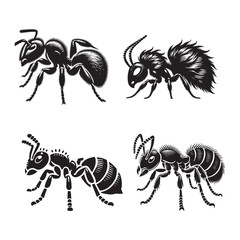4 Set of Elegant Silhouettes of the Velvet Ant Isolated on a White Background in Monochrome Art Style
