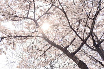 Pot Kot or Cherry Blossom in spring with Soft focus, in Seoul Forest, South Korea