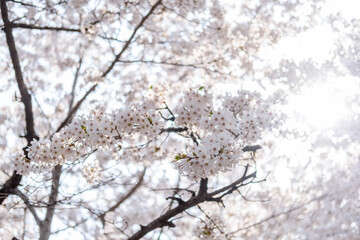 Pot Kot or Cherry Blossom in spring with Soft focus, in Seoul Forest, South Korea