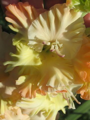 Zbliżenie na kwiat rośliny z gatunku Gladiolus © Kumulugma