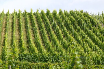 viñedos