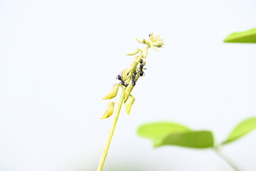 Ants on yellow flower plant. The image shows a close-up of a plant with yellow flowers and a cluster of ants crawling on it. The background is blurred, focusing attention on the plant and insects.