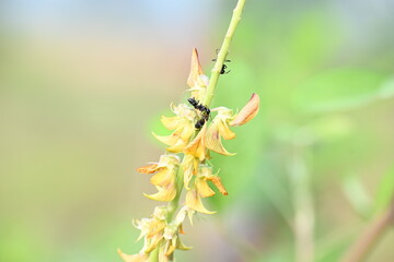 Ants on yellow flower plant. The image shows a close-up of a plant with yellow flowers and a cluster of ants crawling on it. The background is blurred, focusing attention on the plant and insects.