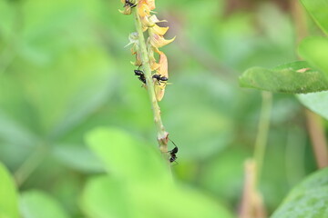 Ants on yellow flower plant. The image shows a close-up of a plant with yellow flowers and a cluster of ants crawling on it. The background is blurred, focusing attention on the plant and insects.