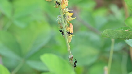 Ants on yellow flower plant. The image shows a close-up of a plant with yellow flowers and a cluster of ants crawling on it. The background is blurred, focusing attention on the plant and insects.