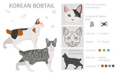 Korean Bobtail Cat clipart. All coat colors set.  All cat breeds characteristics infographic. Vector illustration