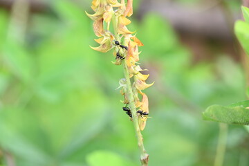 Ants on yellow flower plant. The image shows a close-up of a plant with yellow flowers and a cluster of ants crawling on it. The background is blurred, focusing attention on the plant and insects.