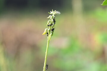 Ants on yellow flower plant. The image shows a close-up of a plant with yellow flowers and a cluster of ants crawling on it. The background is blurred, focusing attention on the plant and insects.