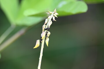 Ants on yellow flower plant. The image shows a close-up of a plant with yellow flowers and a cluster of ants crawling on it. The background is blurred, focusing attention on the plant and insects.