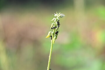 Ants on yellow flower plant. The image shows a close-up of a plant with yellow flowers and a cluster of ants crawling on it. The background is blurred, focusing attention on the plant and insects.