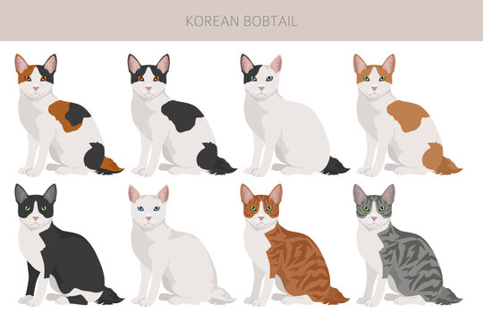 Korean Bobtail Cat clipart. All coat colors set.  All cat breeds characteristics infographic. Vector illustration