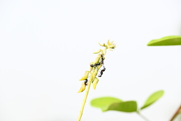 Ants on yellow flower plant. The image shows a close-up of a plant with yellow flowers and a cluster of ants crawling on it. The background is blurred, focusing attention on the plant and insects.