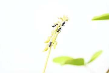 Ants on yellow flower plant. The image shows a close-up of a plant with yellow flowers and a cluster of ants crawling on it. The background is blurred, focusing attention on the plant and insects.