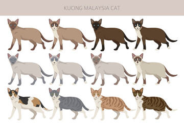 Kucing Malaysia cat clipart. All coat colors set.  All cat breeds characteristics infographic. Vector illustration