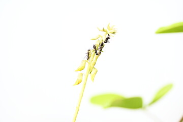 Ants on yellow flower plant. The image shows a close-up of a plant with yellow flowers and a cluster of ants crawling on it. The background is blurred, focusing attention on the plant and insects.