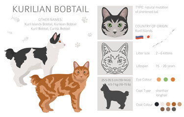 Kurilian Bobtail Cat clipart. All coat colors set.  All cat breeds characteristics infographic. Vector illustration